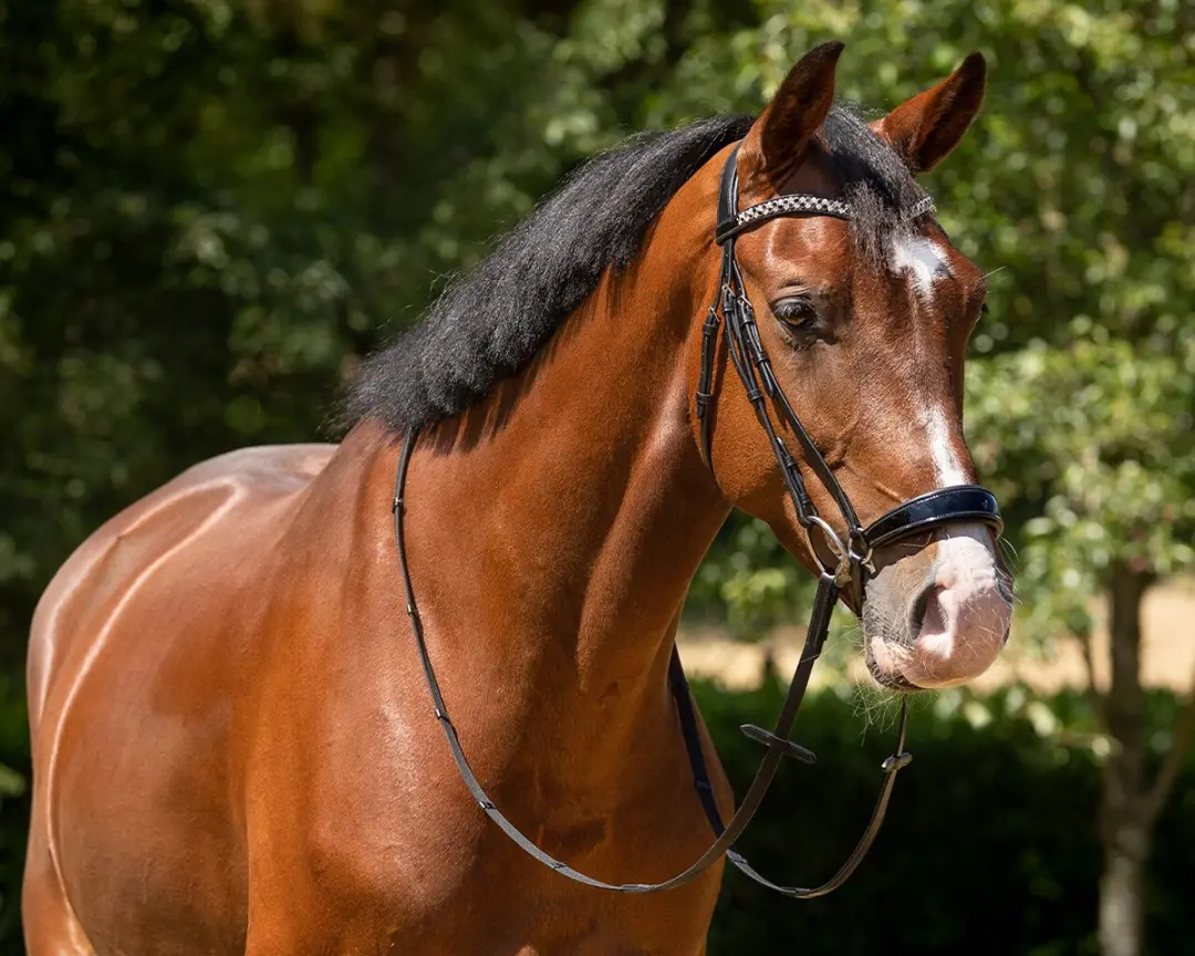 QHP Phaedra Hoofdstel - Pony - Zwart