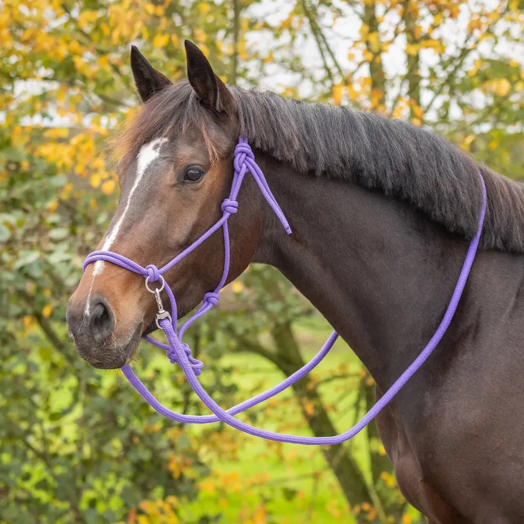 QHP Touwhalster met Lijn - Cob Paars