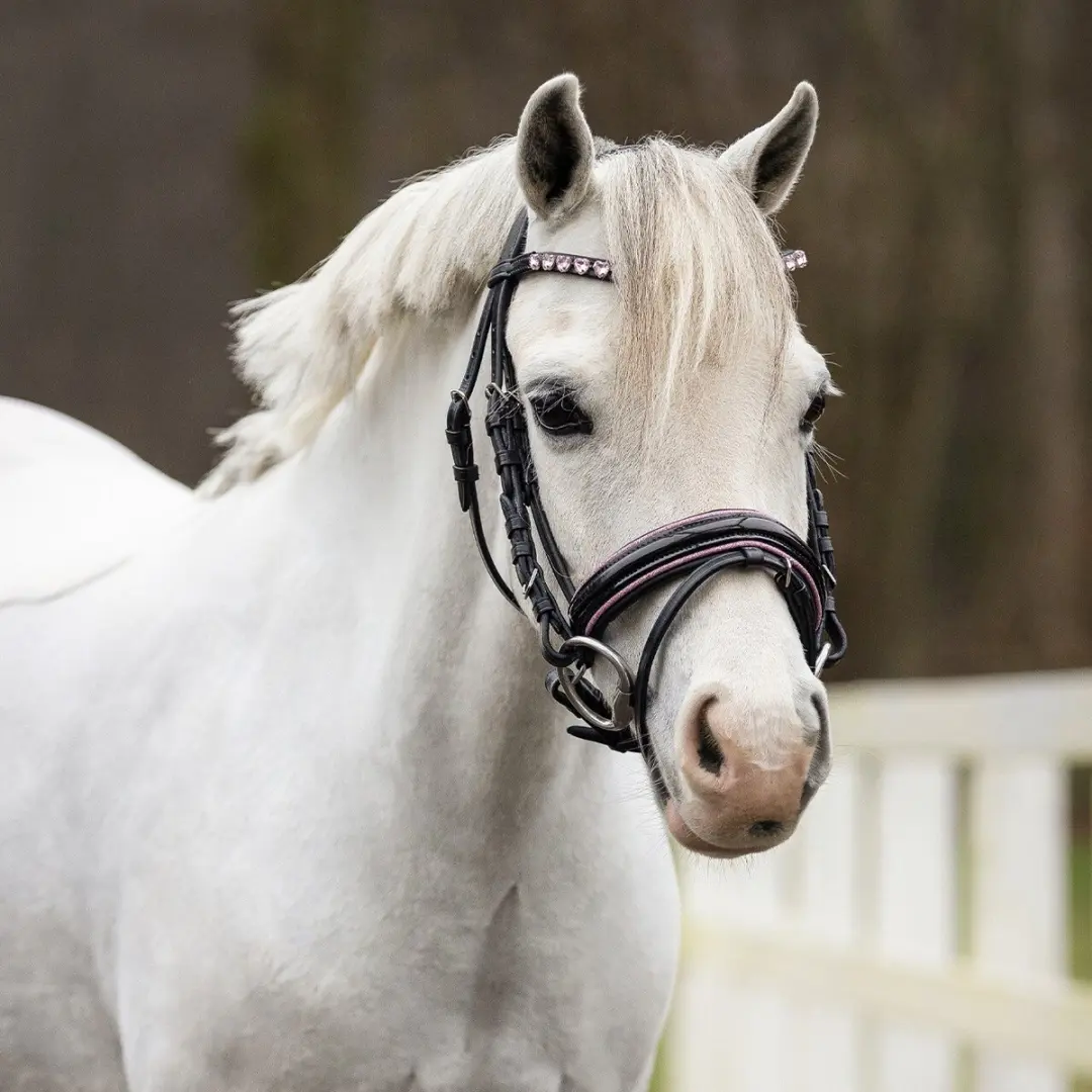 QHP Bixie Hoofdstel - Full - Zwart-Zilver - afbeelding 6 van 6