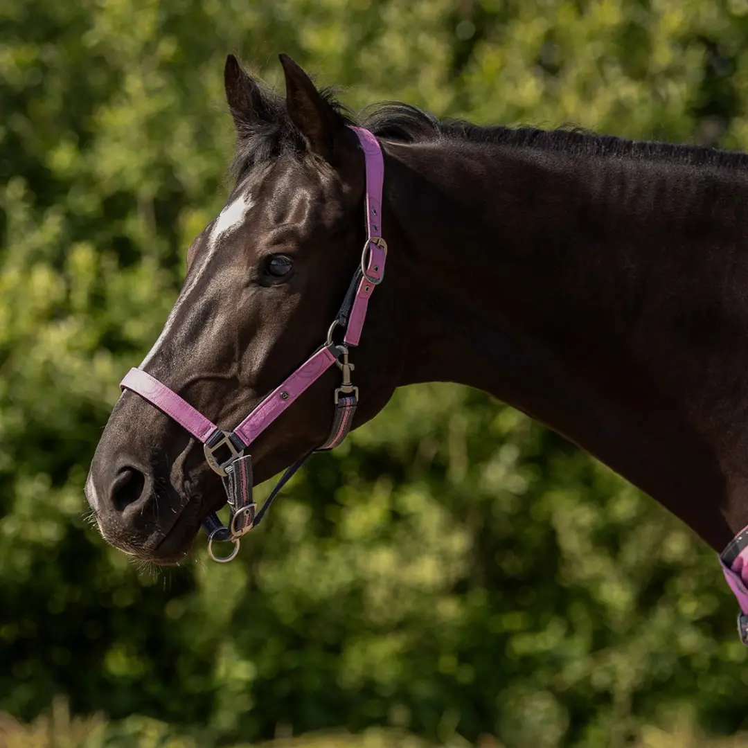 Qhp Halsterset Qhp Collection Roze