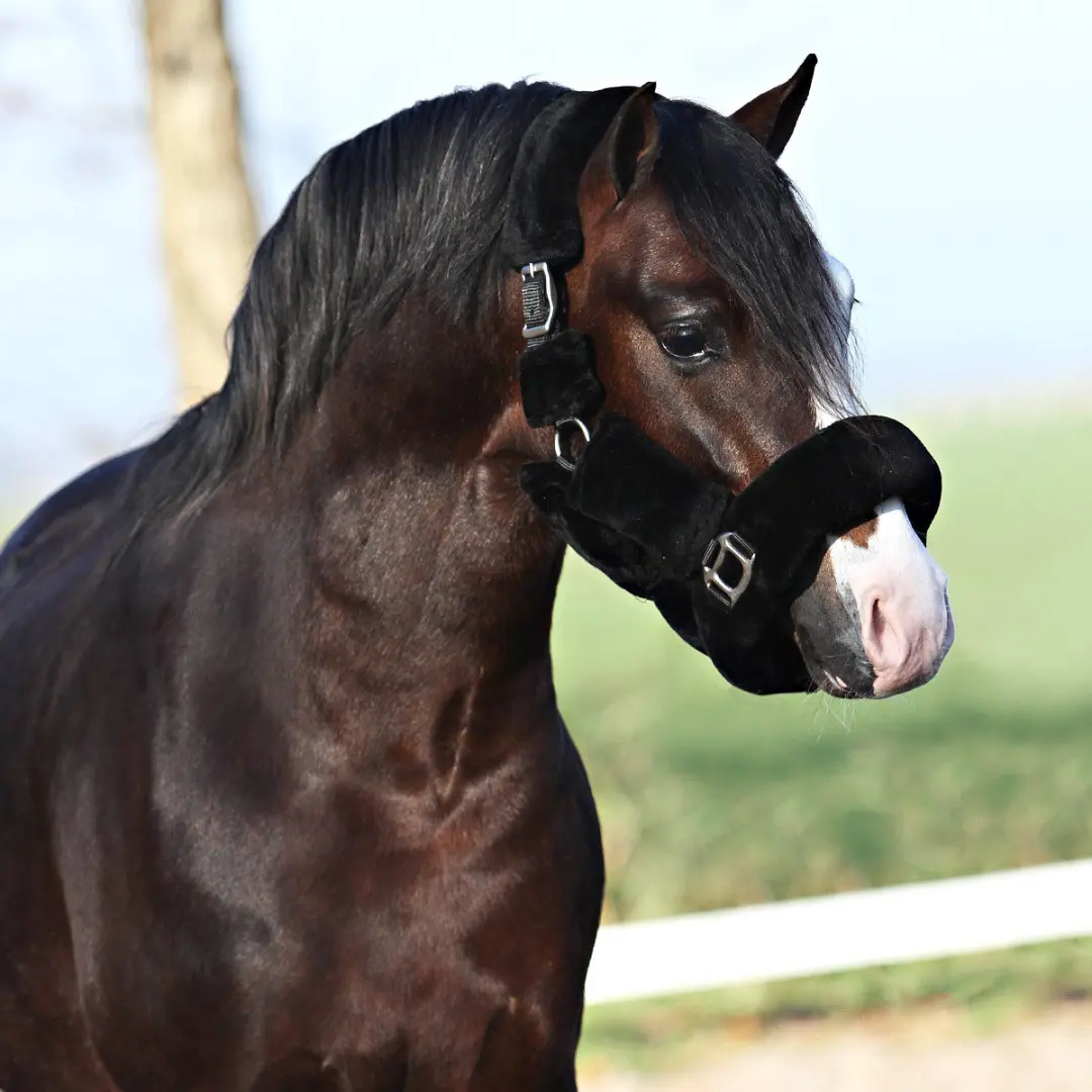 Horsegear Halster Suave - Full - Zwart