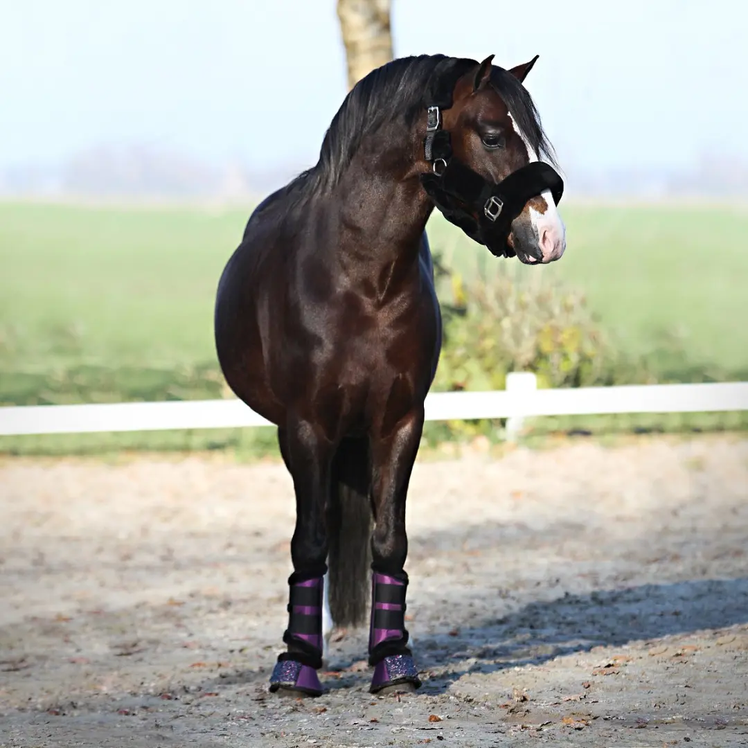 Horsegear Halster Suave - Full - Zwart