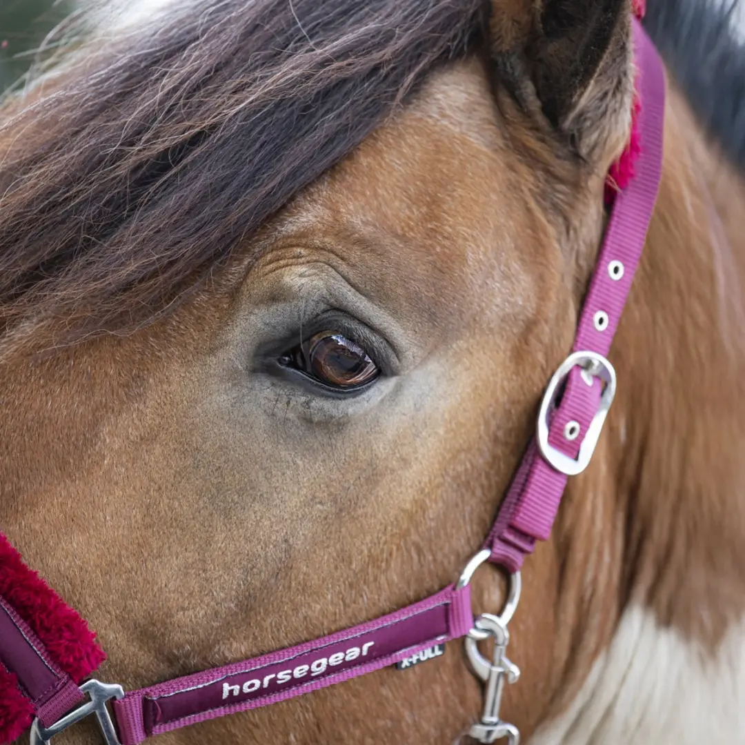 Horsegear Reno Halsterset - Cob - Donkerrood