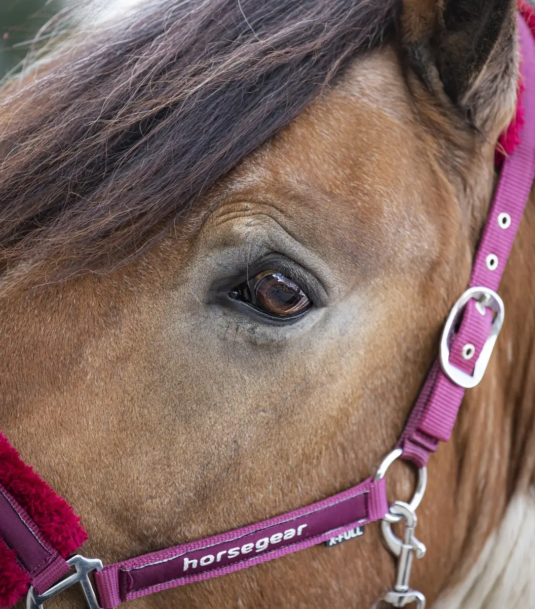 Horsegear Reno Halsterset - Cob - Donkerrood