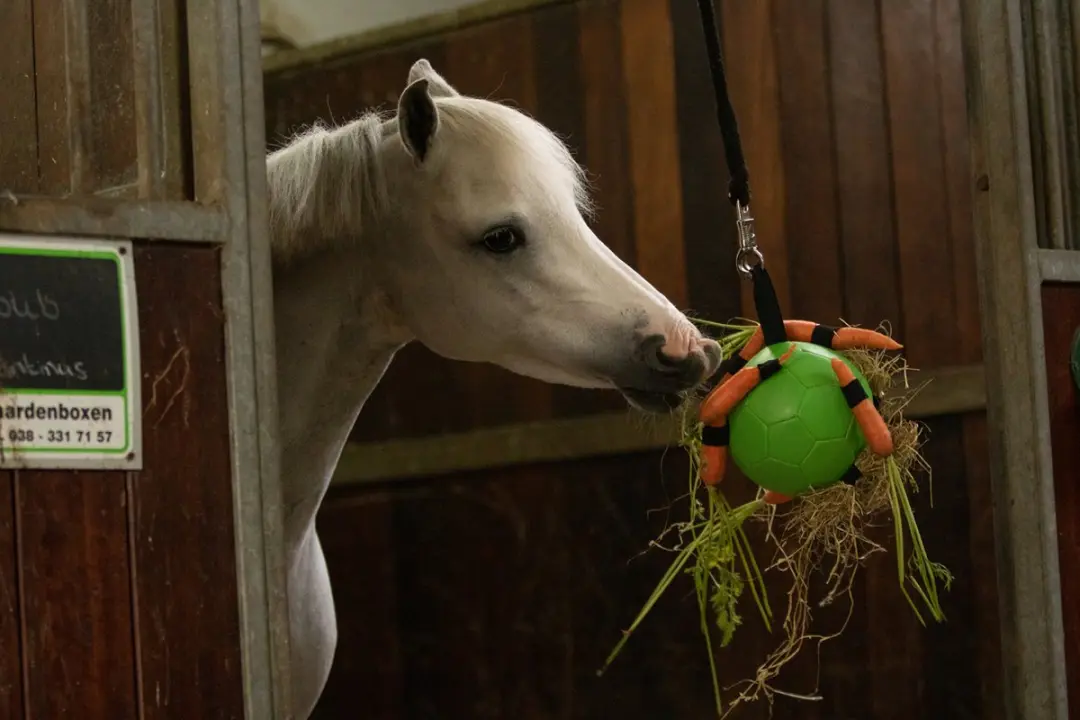 Maximus Fun Play Ball Ø19cm Paardenspeelgoed - Geel