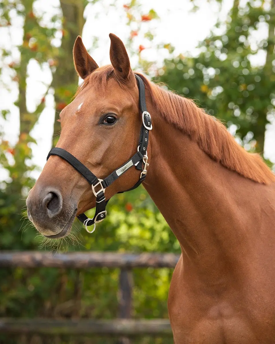 QHP Halster Gevoerd Cob - Zwart