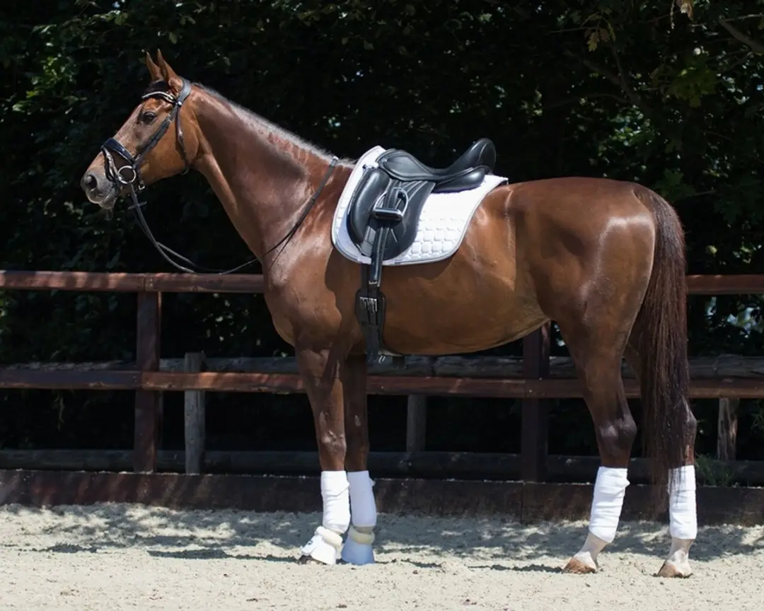 QHP Florence Zadeldek - Full Wit
