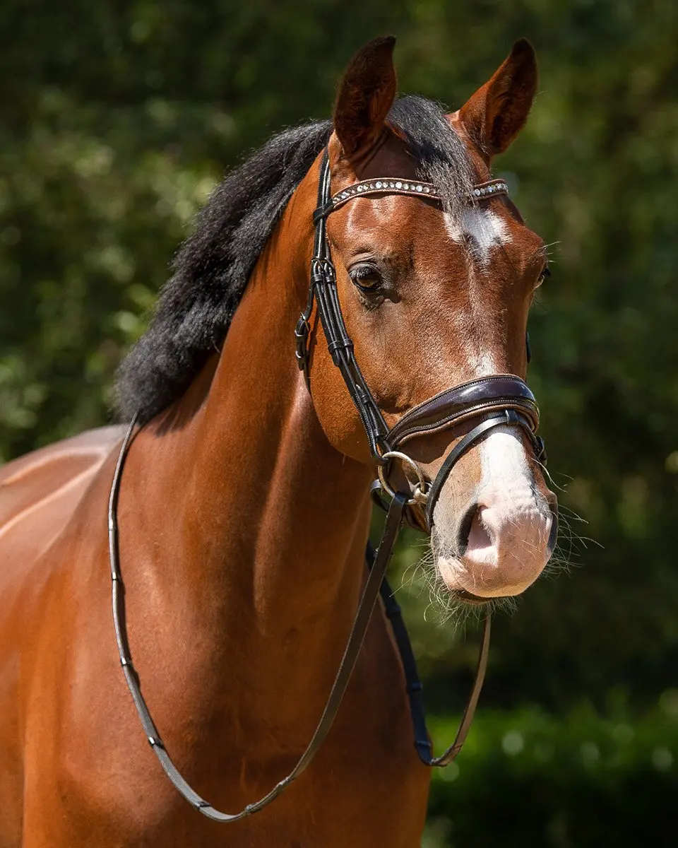 QHP Orlando Hoofdstel - Full - Zwart-donkerbruin