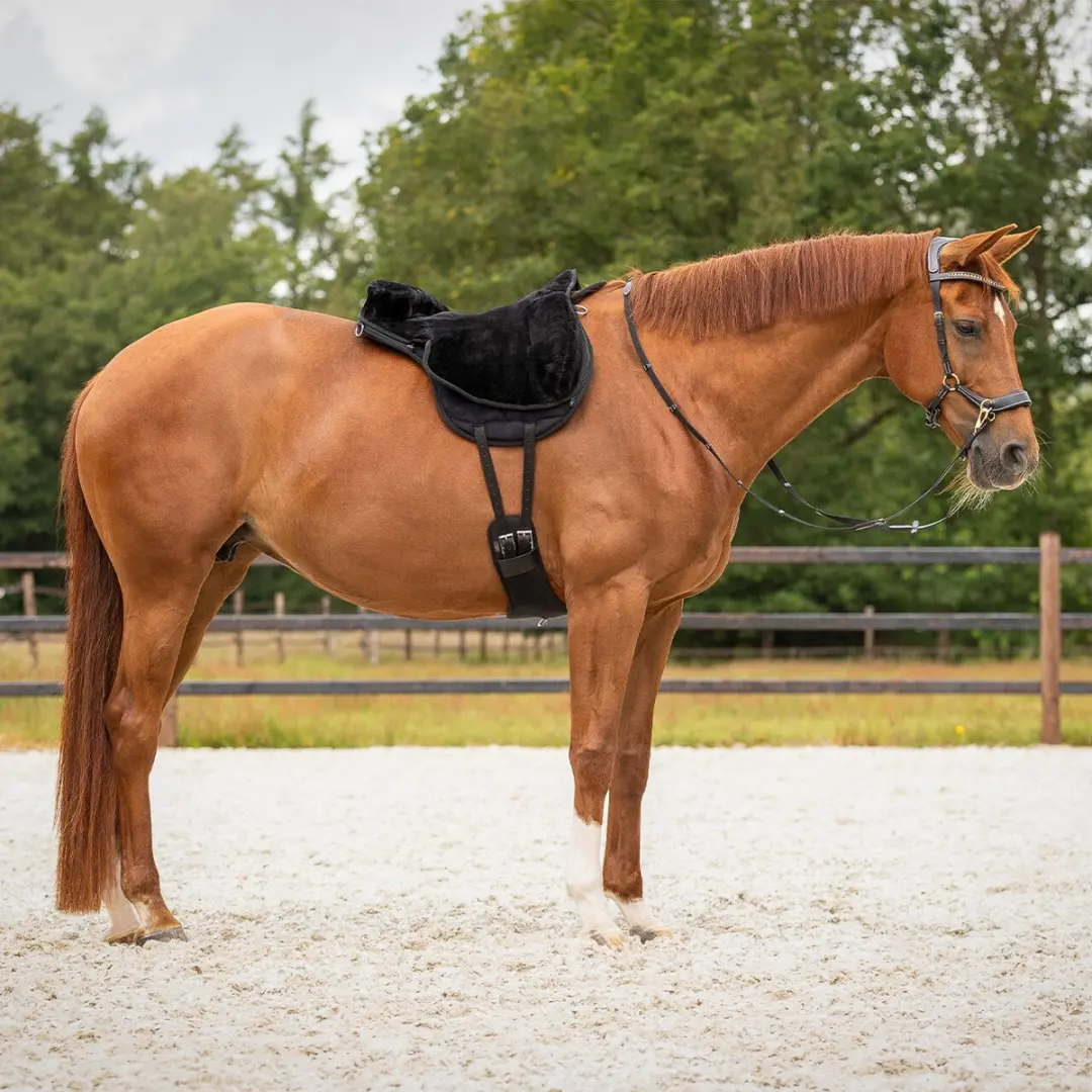 QHP Bareback Pad Super Soft - Zwart Pony