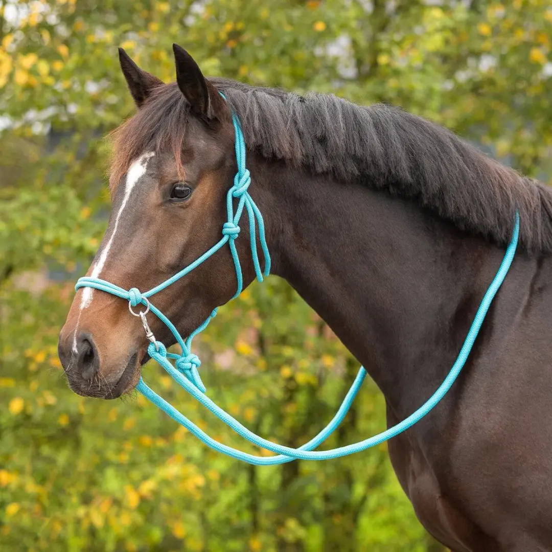 QHP Touwhalster met Lijn - Blauw COB