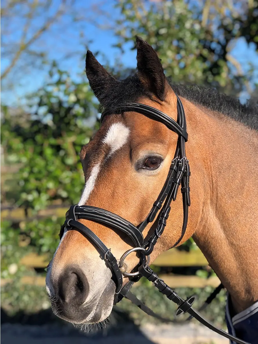 Horsegear Hoofdstel Taron - Pony - Zwart