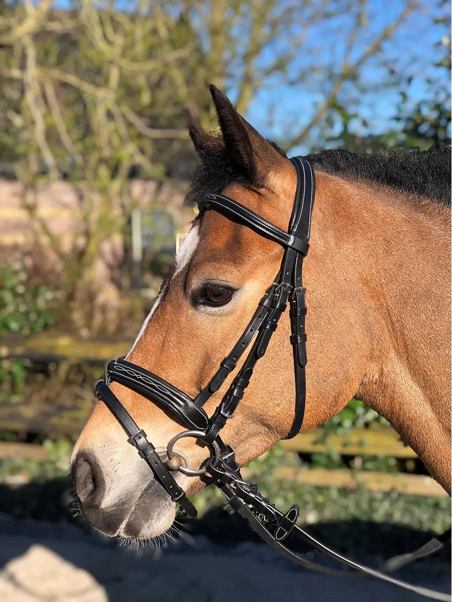 Horsegear Hoofdstel Taron - Pony - Zwart
