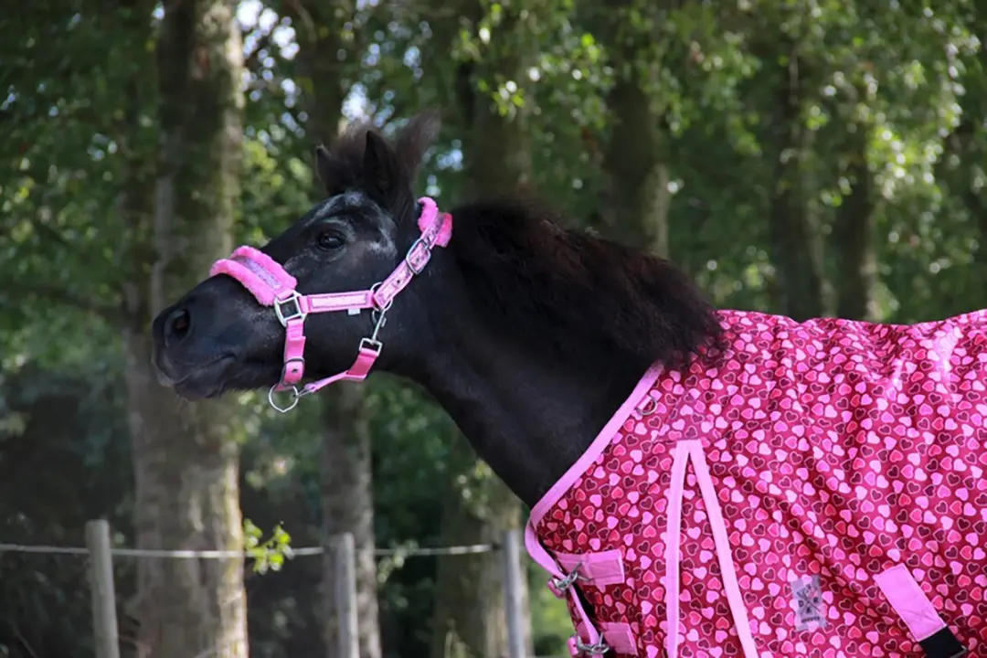 Epplejeck Glamour Halster - Full - Roze - afbeelding 6 van 6