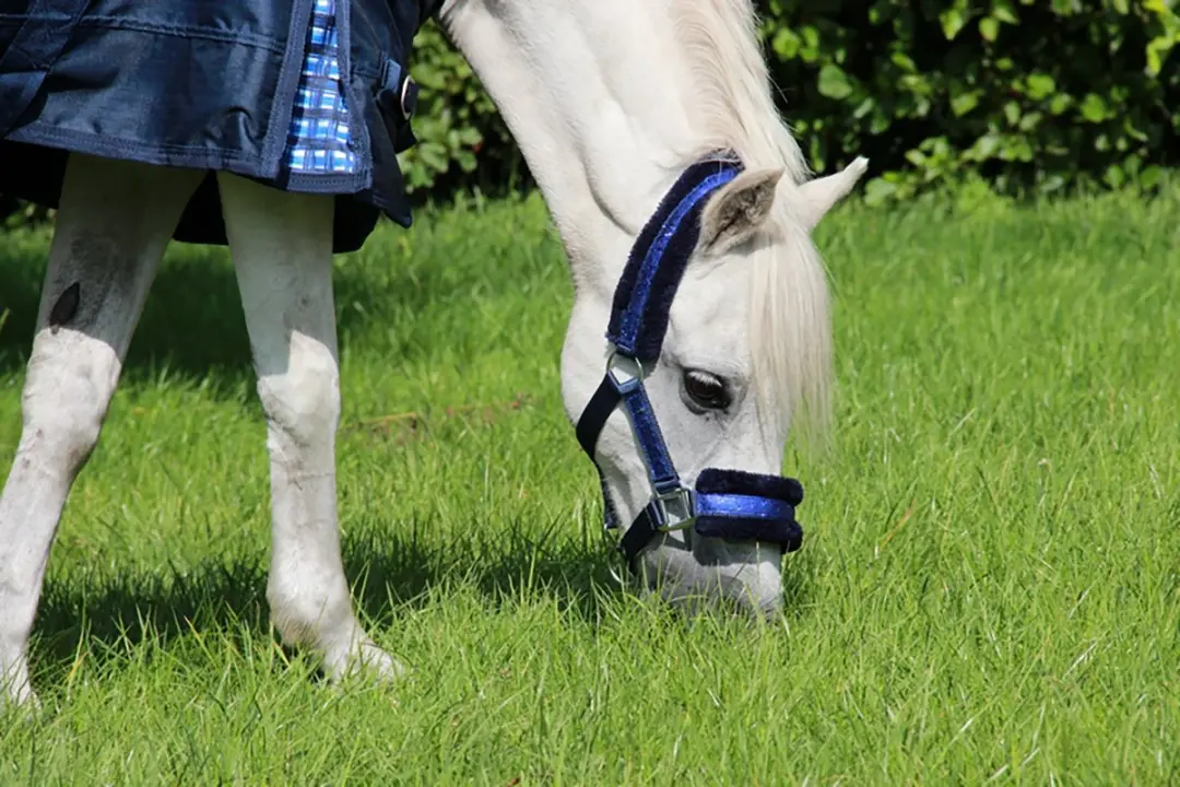 Epplejeck Glamour Halster Cob - Donkerblauw