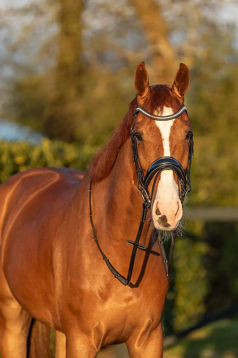 Horsegear HGGreylin Hoofdstel X-Full - Zwart