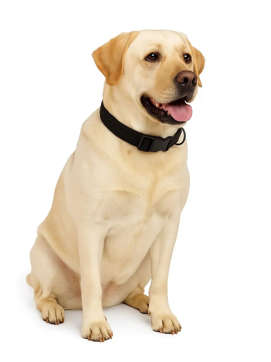 Nobleza Hondenhalsband XL - 46-66cm Zwart