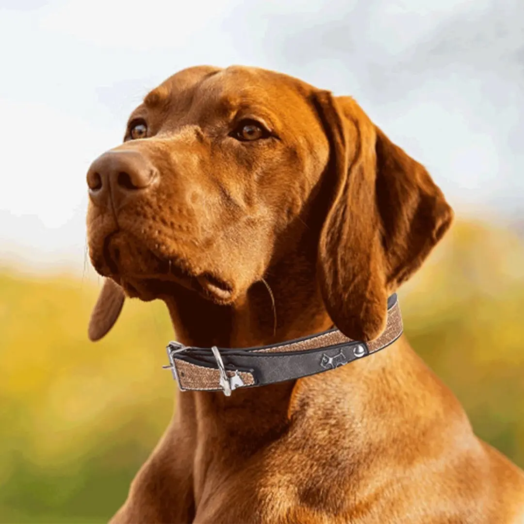 Nobleza Hondenhalsband Kunstleer 36-46cm - Maat M - Grijs