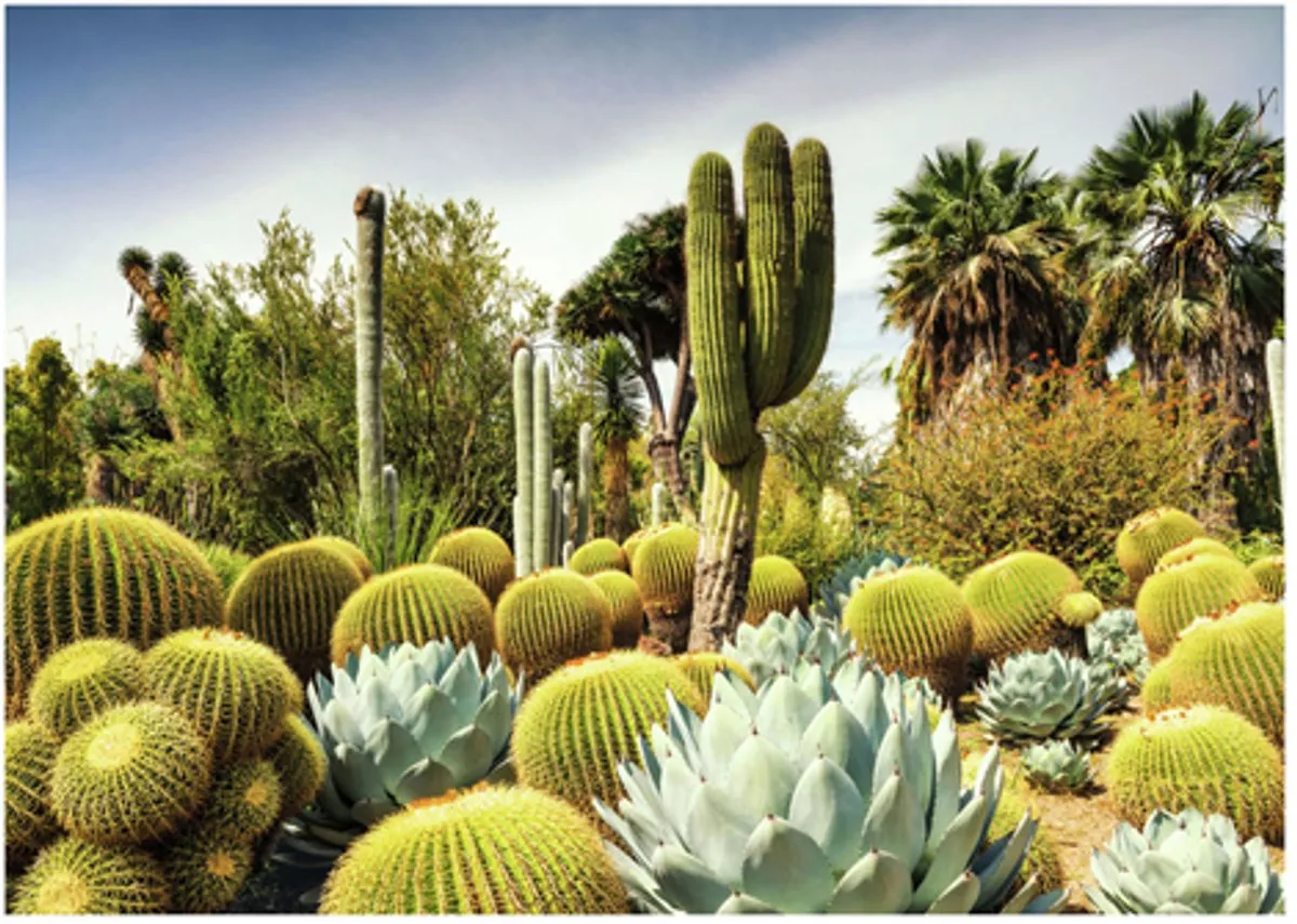 Ravensburger Huntington Desert Garden Legpuzzel 1000 Stuks - Multicolor