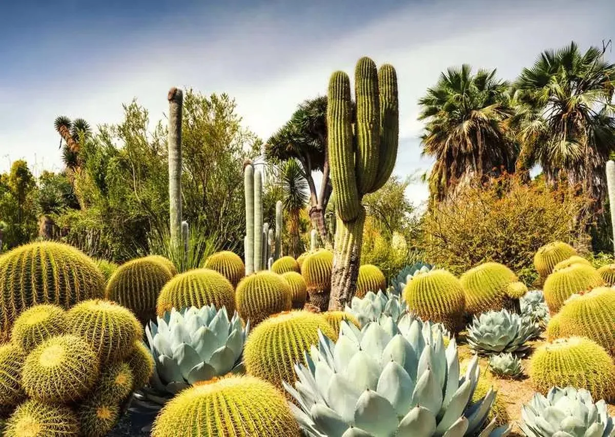 Ravensburger Huntington Desert Garden Legpuzzel 1000 Stuks - Multicolor