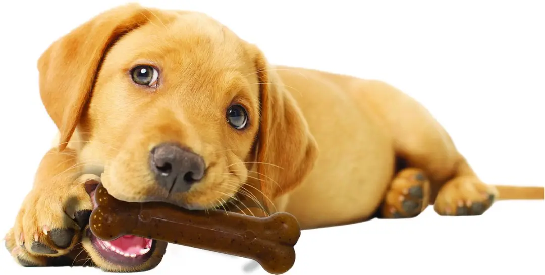 Nylabone Puppy Bone Flexible - Medium 16kg - Bruin