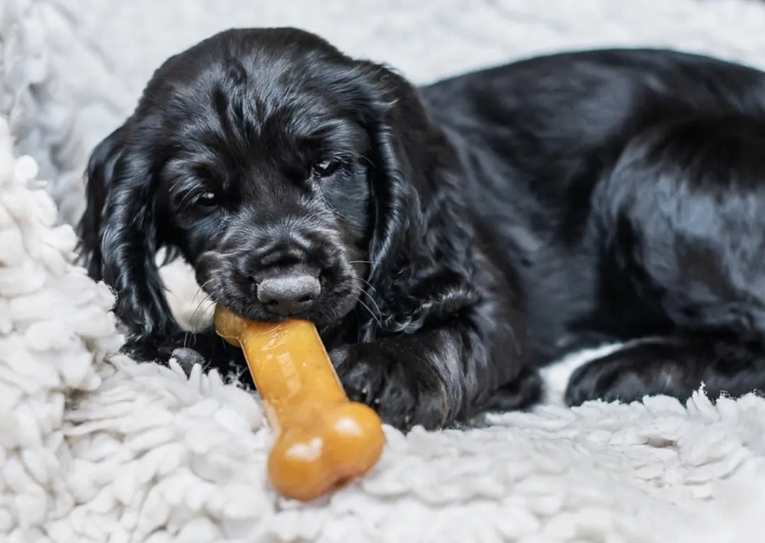 Nylabone Puppy Bone Flexible - Medium 16kg - Bruin