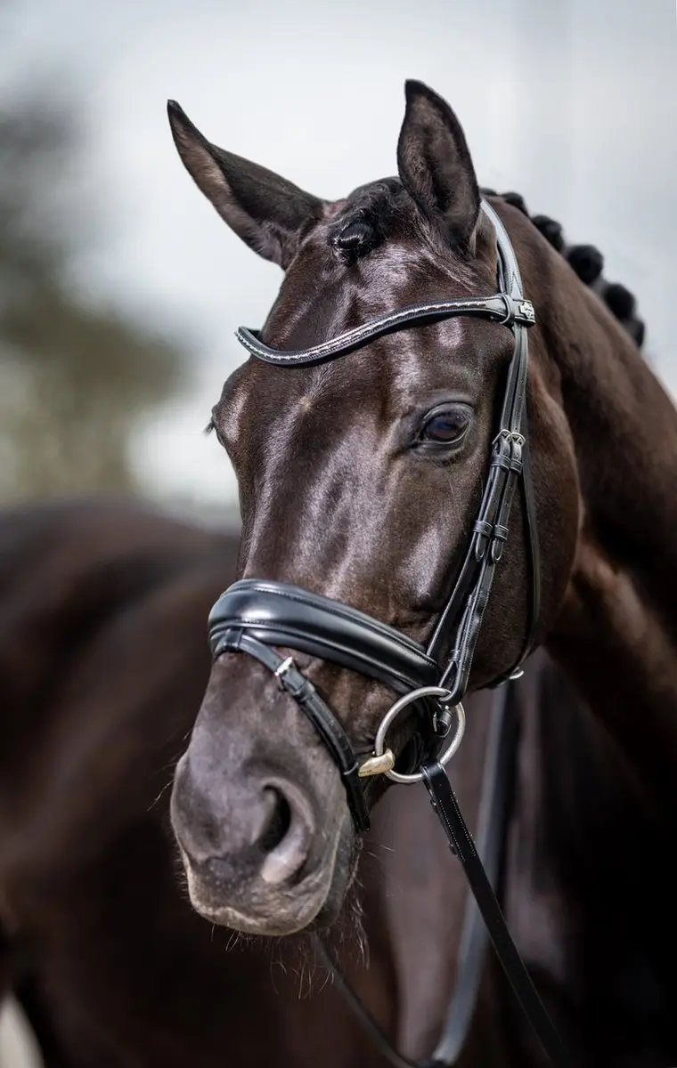 Lemieux Hoofdstel Lemieux Classic Dressage Zwart