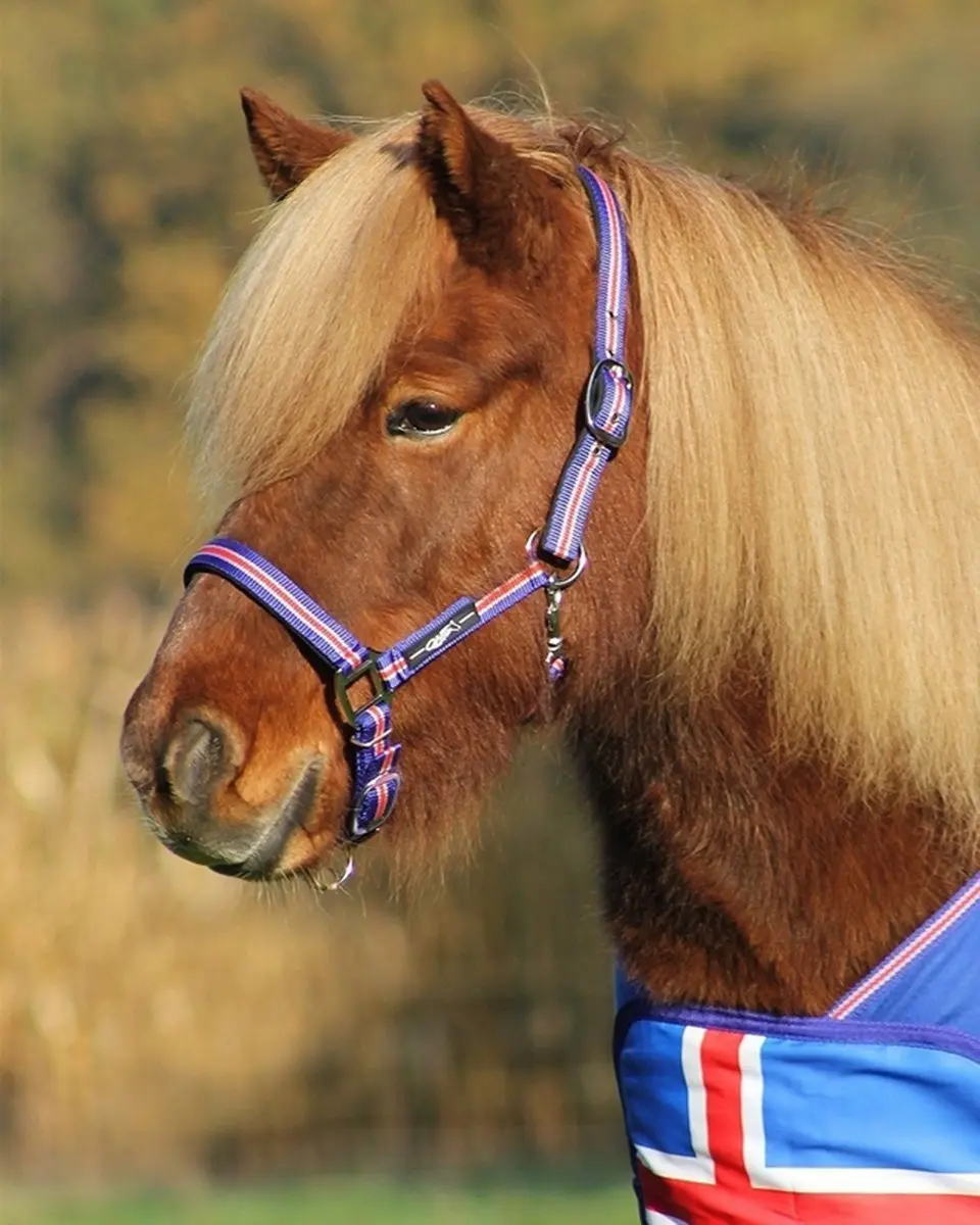 QHP Halster Icelandic Cob - Blauw