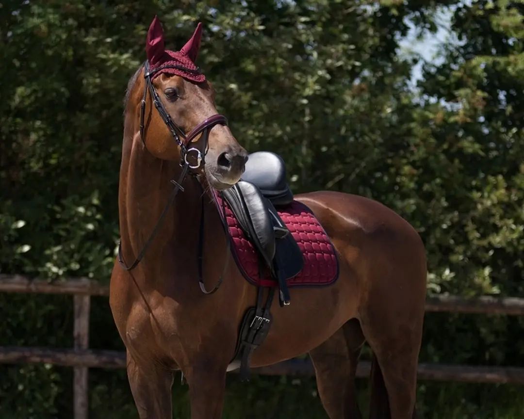 QHP Oornetje Florence Donkerrood - Pony