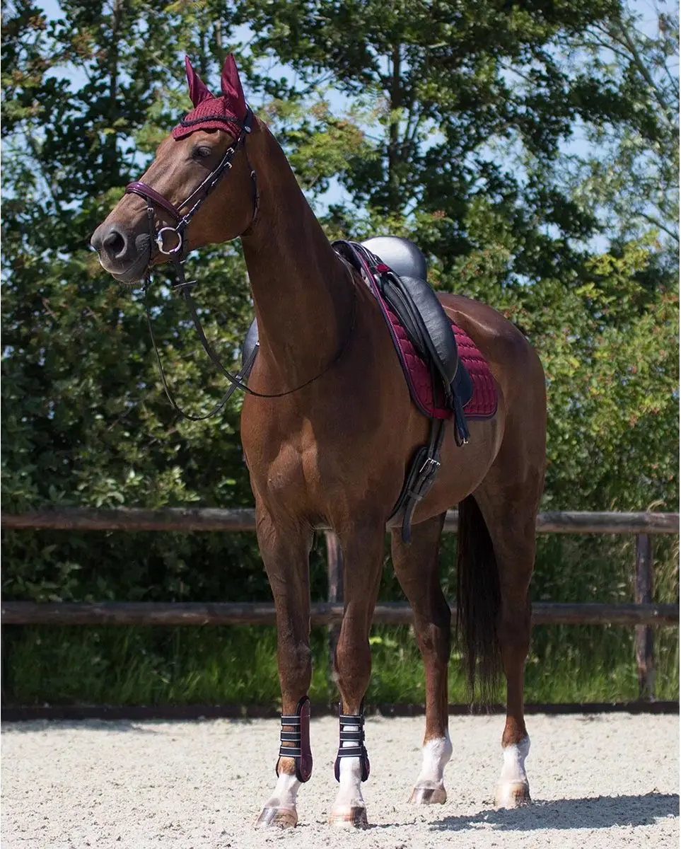 QHP Oornetje Florence Donkerrood - Pony