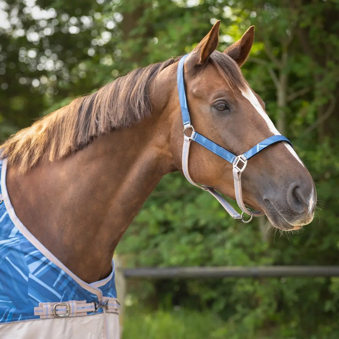 QHP Duo Halster en Longe Cob - Ocean Breeze - afbeelding 4 van 6