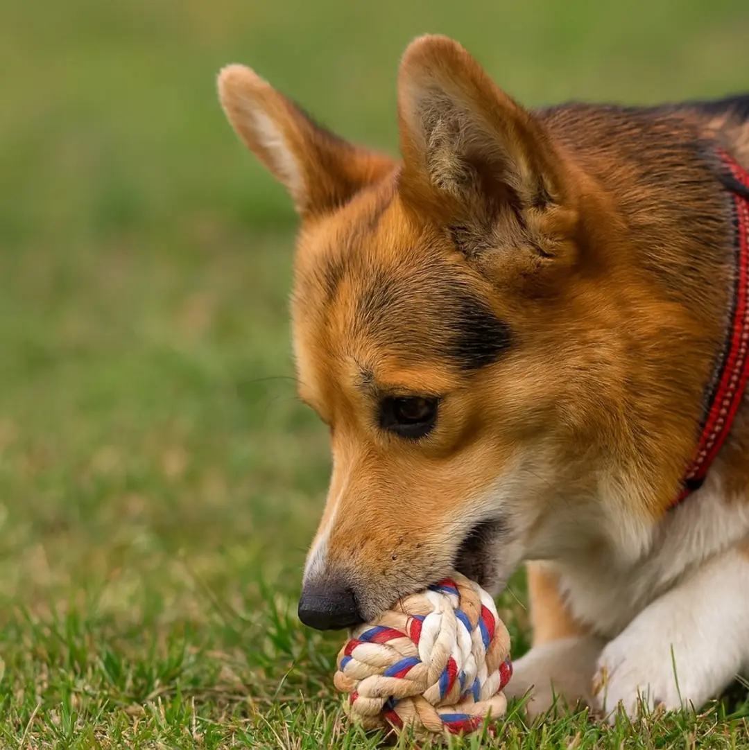 Nobleza Touwbal voor Honden - Kauw- en Apporteerbal 7,5cm