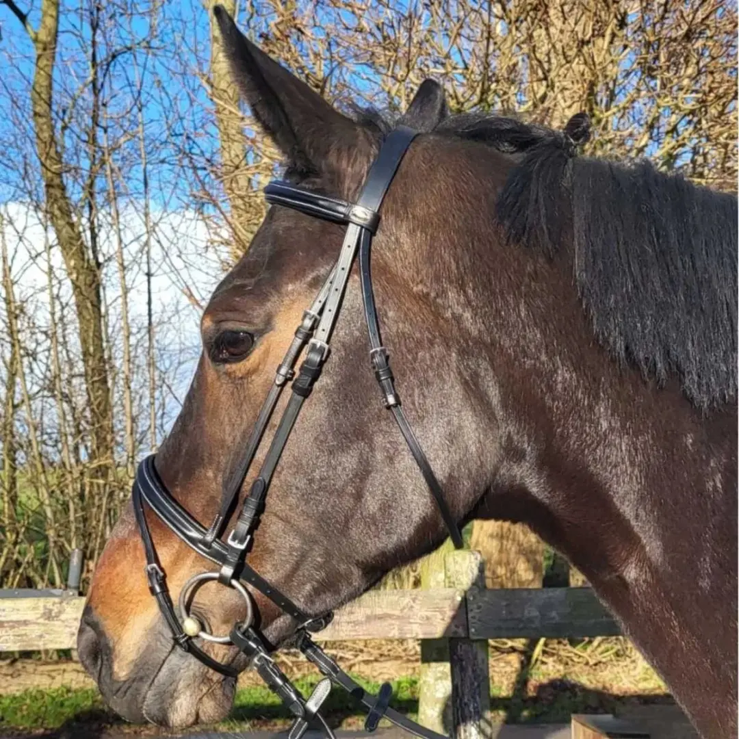 Pagony Basic Gecombineerd Hoofdstel Cob - Zwart Leer