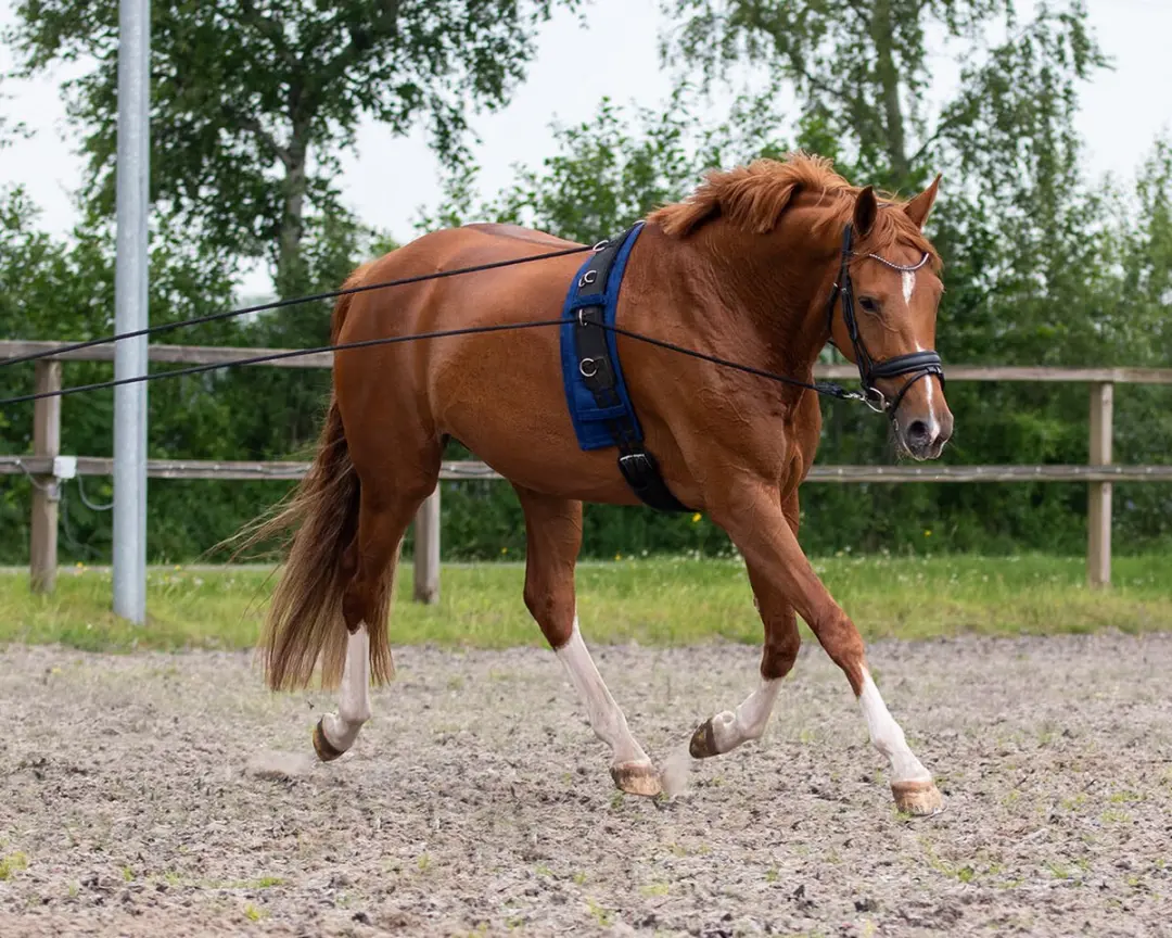 QHP Dubbele Longeerlijn 16m - Zwart