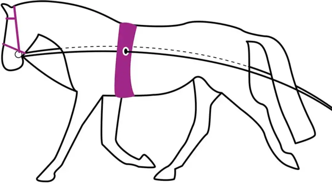 QHP Dubbele Longeerlijn 16m - Zwart