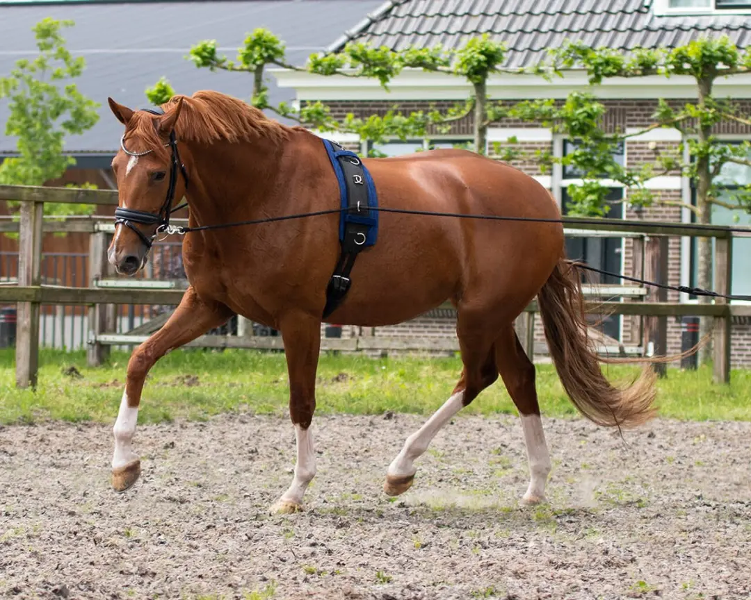 QHP Dubbele Longeerlijn 16m - Zwart