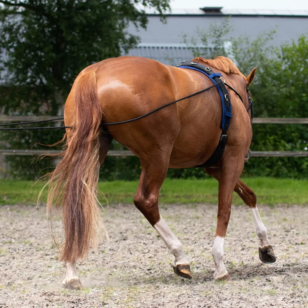 QHP Dubbele Longeerlijn 16m - Zwart