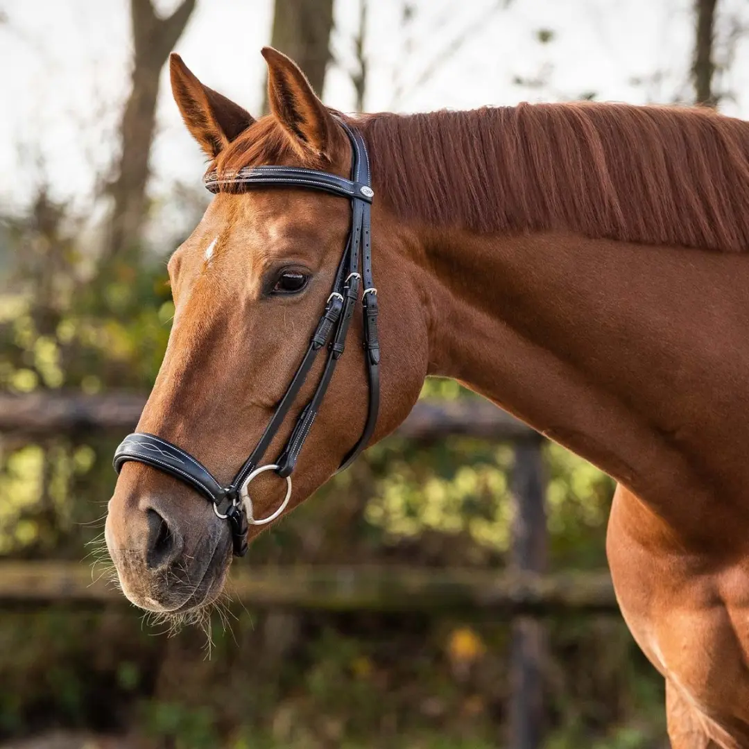 QHP Hoofdstel Luxe Lage Neusriem - Pony - Zwart - afbeelding 4 van 6