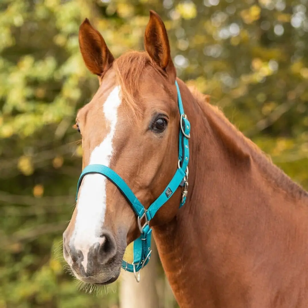 QHP Halster Gevoerd Teal - Full - afbeelding 2 van 3