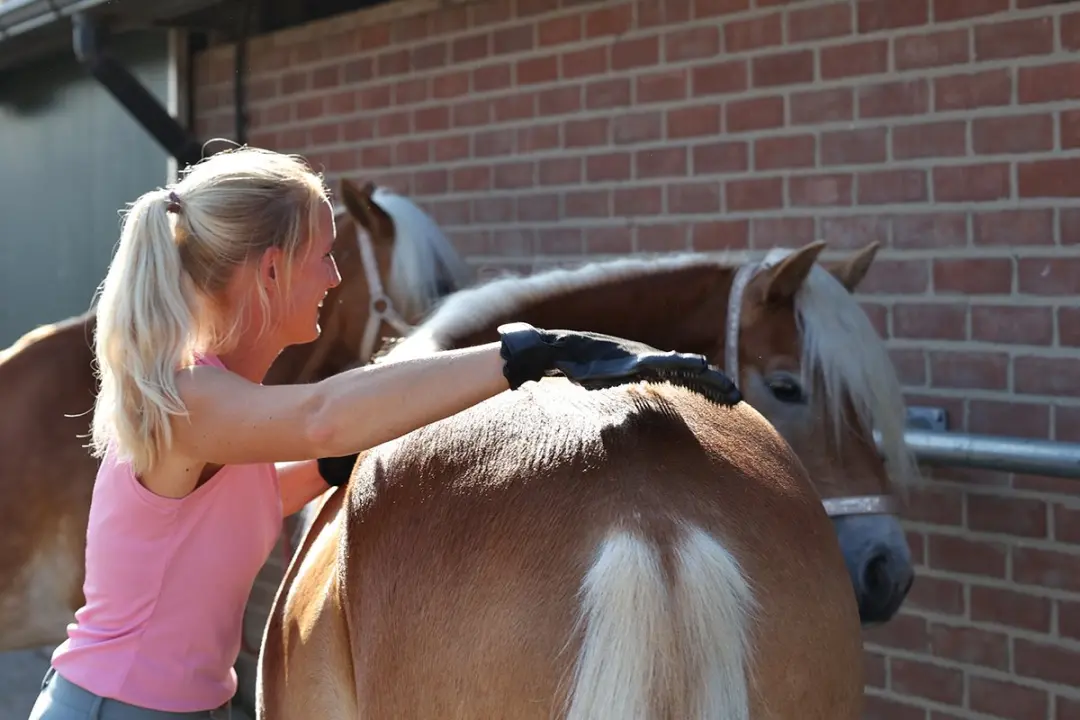 Horsegear Poetshandschoenen Hgscrub - Zwart