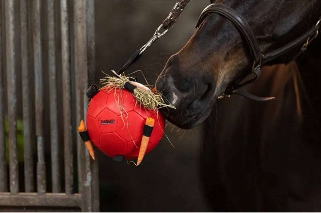 Maximus Fun Play Ball - Groen