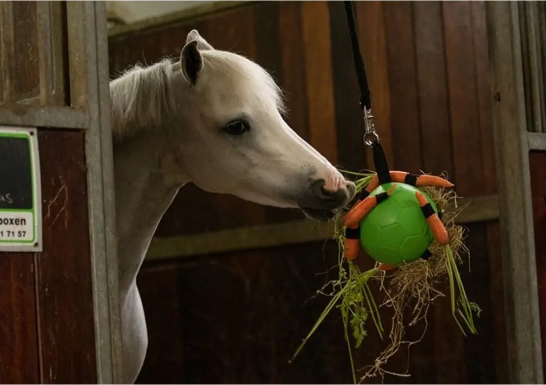 Maximus Fun Play Ball - Groen