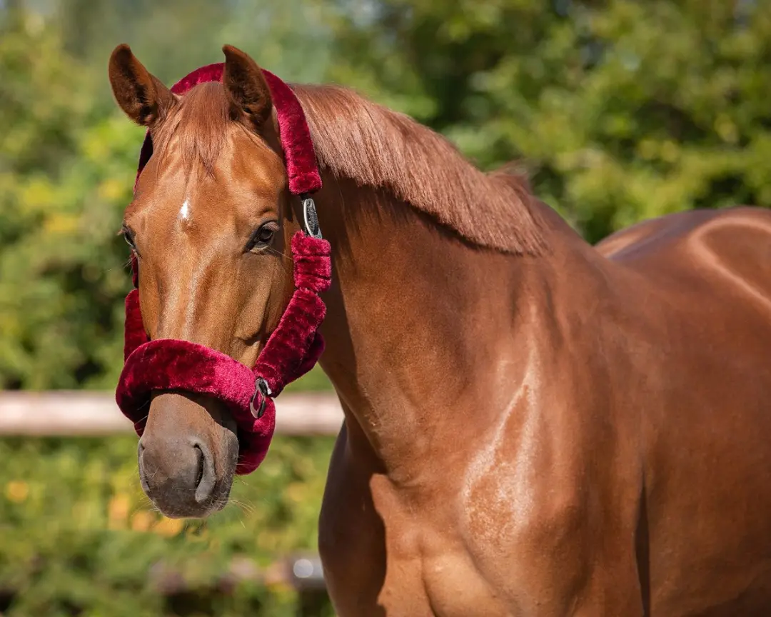 QHP Halster Alaska Cob - Blauw