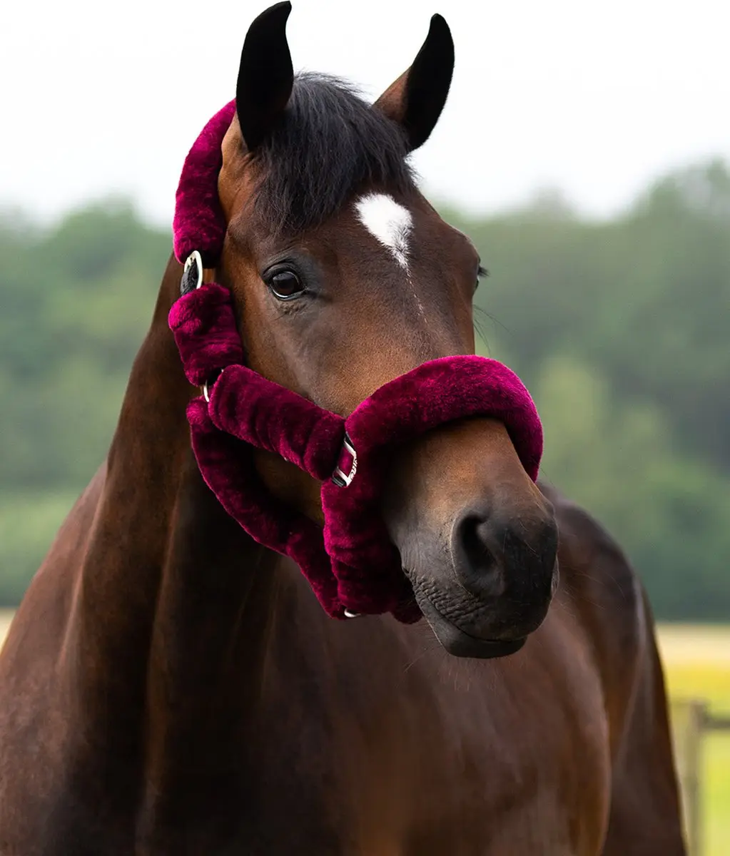 QHP Halster Alaska Cob - Blauw