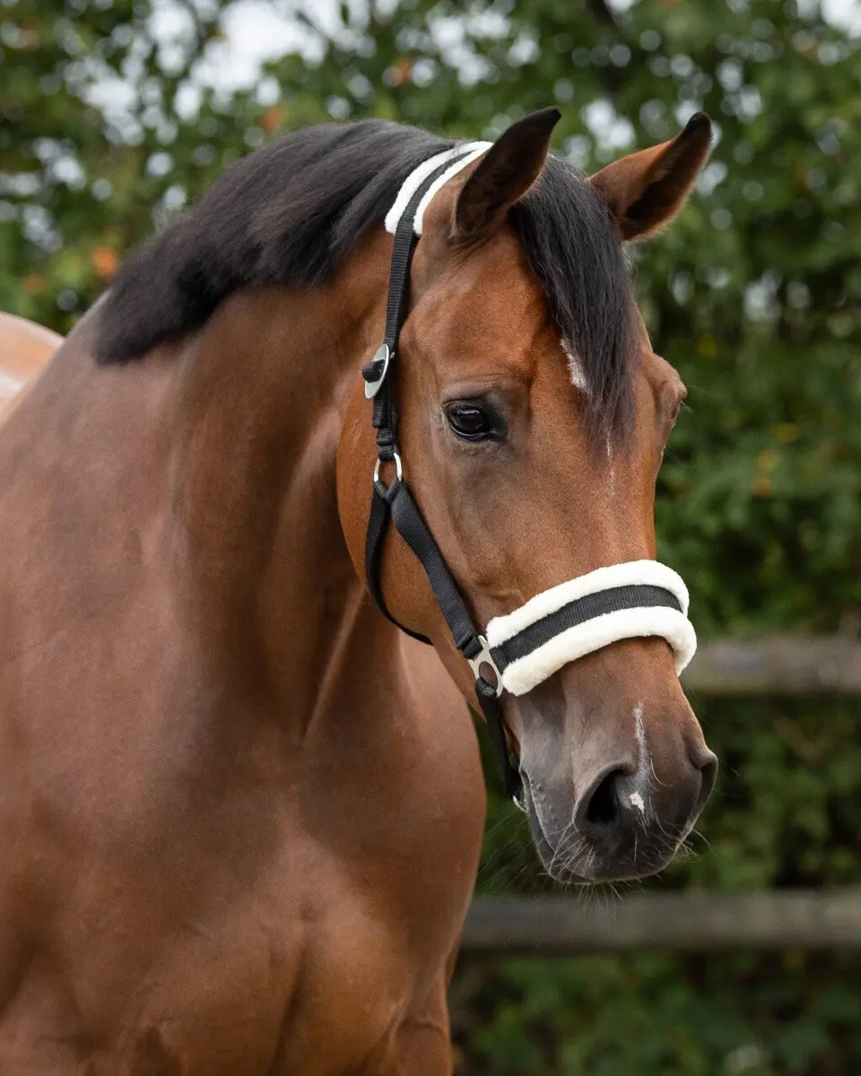 QHP Halster Cali - Zwart - Maat Cob