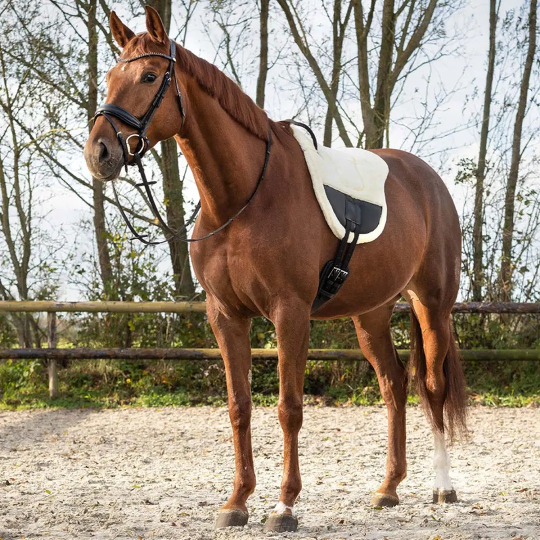 QHP Ontario Bareback Pad - Pony - Creme
