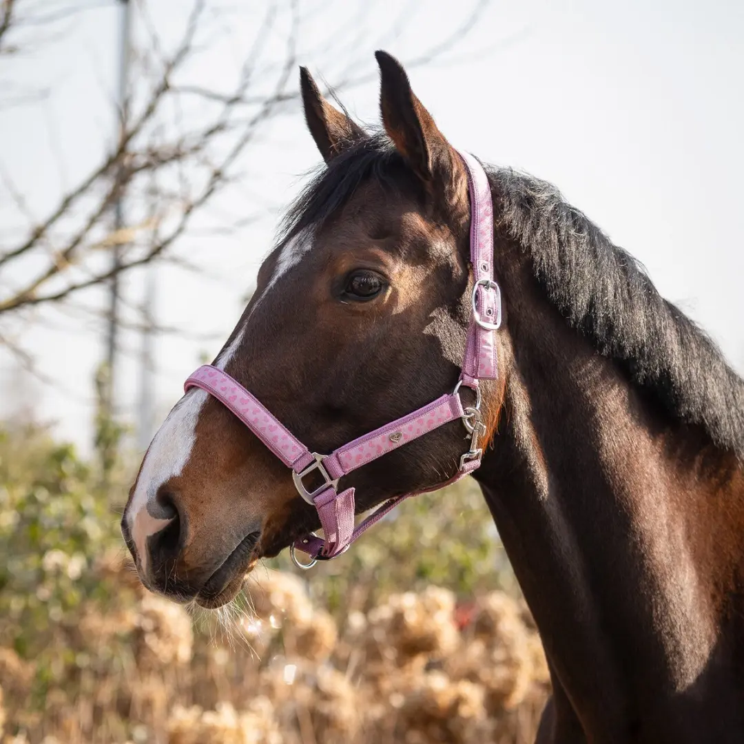 QHP Halster Lyvia - Roze Full