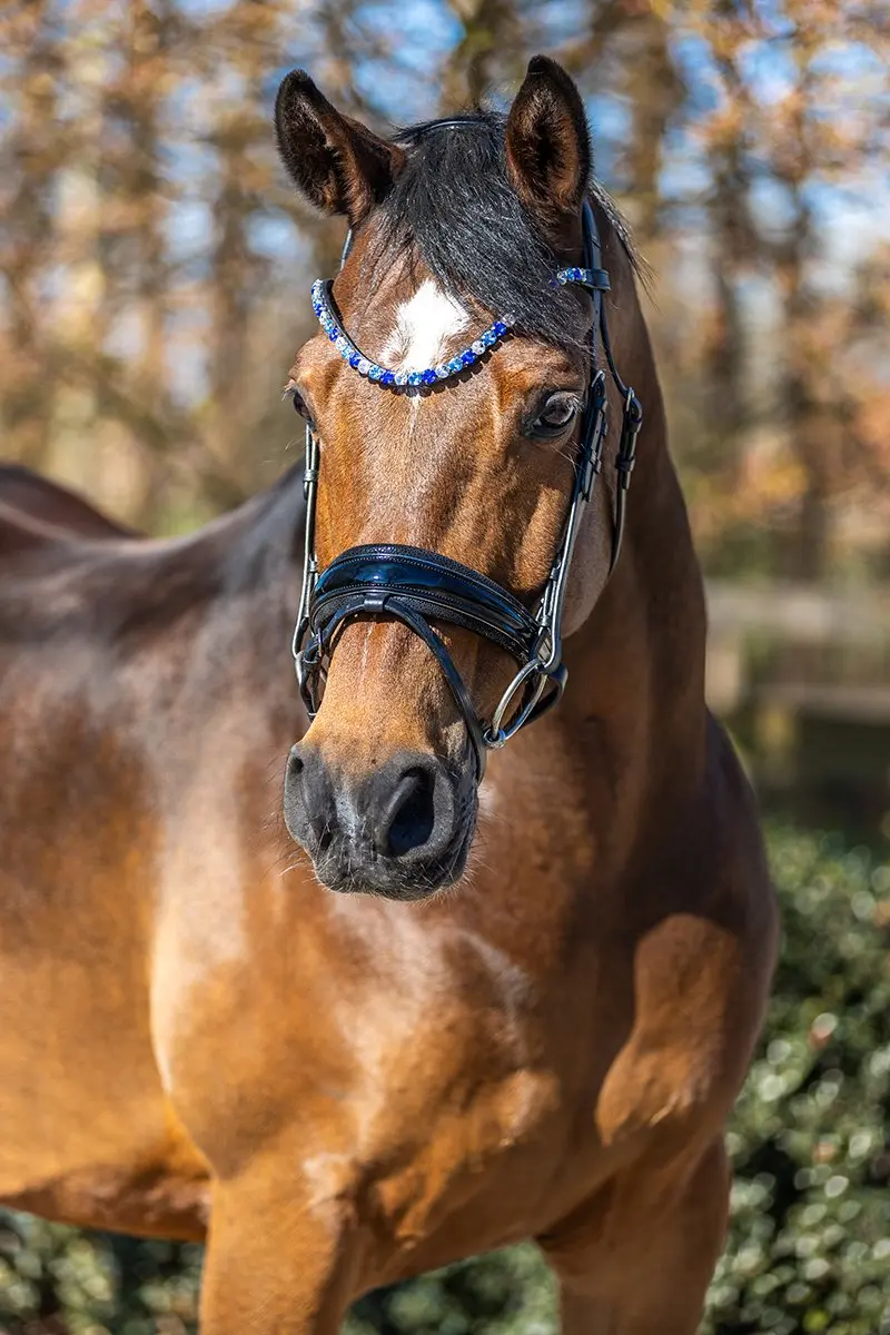 Horsegear Frontriem HGSalerno - Full - Blauw-lichtblauw