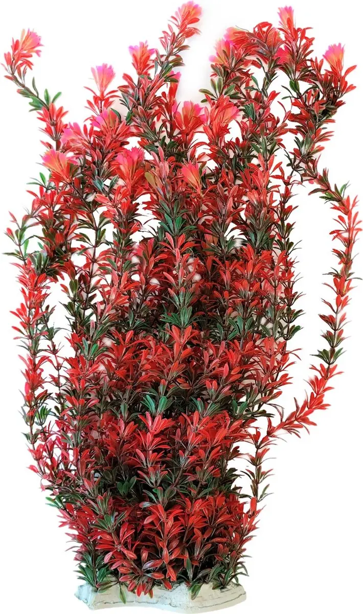 Nobleza Aquariumplant