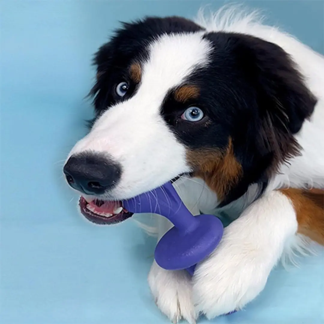 Nylabone Giant Rolley Bacon