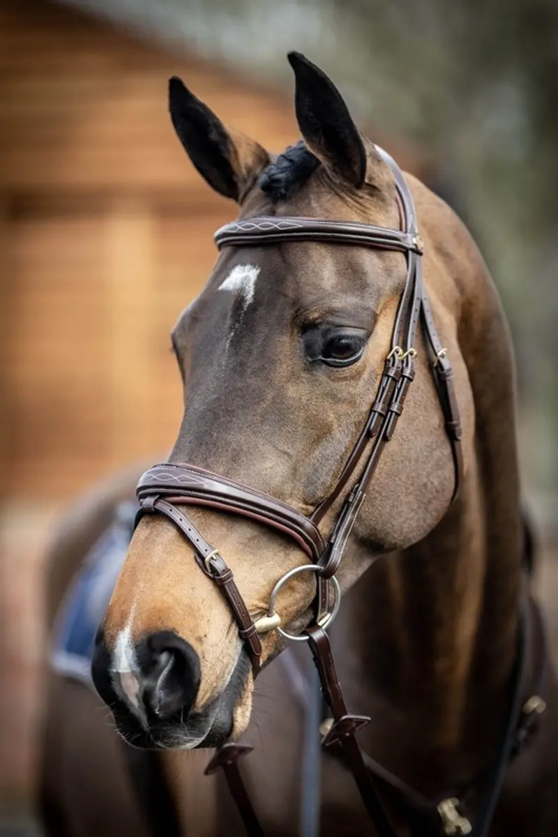 Lemieux Competition Flash Hoofdstel - Cob - Bruin